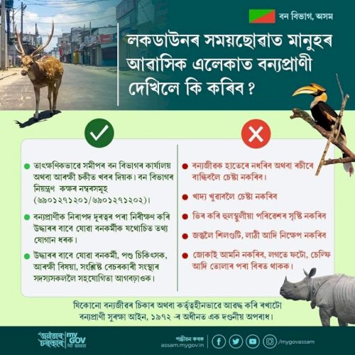 Wildlife Protection During Lockdown