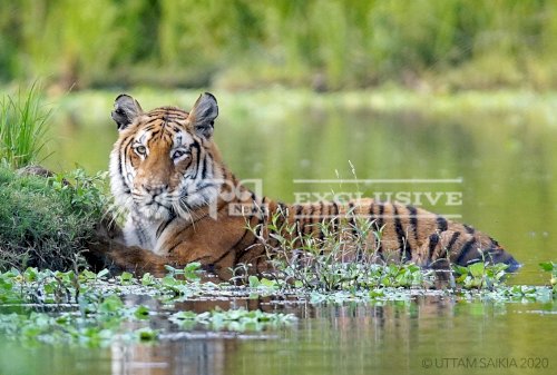 A full grown tigress Captured on Lens in Kaziranga ! Amazing !!