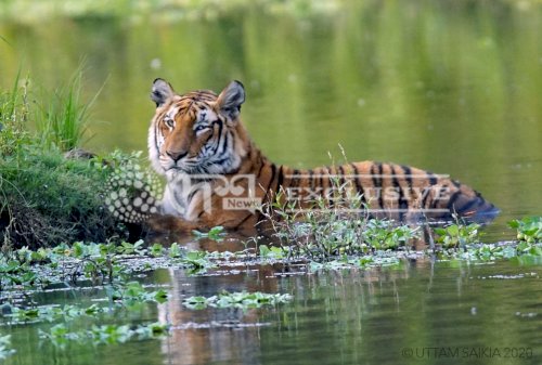 A full grown tigress Captured on Lens in Kaziranga ! Amazing !!