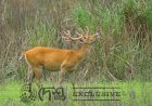 কাজিৰঙা ৰাষ্ট্ৰীয় উদ্যানৰ  বিৰল প্ৰজাতিৰ পূৰ্বাঞ্চলীয় দল হৰিণ ( Eastern Swamp Deer ) ।