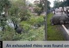 Exhausted Rhino Takes Refuge Near NH37