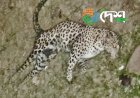 Injured Leopard from Sensowa Tea Estate,Assam Taken to Wildlife Rescue and Rehabilitation Centre at Borjuri,Kaziranga :