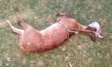 বোকাখাতৰ বংকোৱালত পহু উদ্ধাৰ : বন বিভাগক অৰ্পণ :