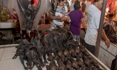 চীনৰ ‘ৱেট মাৰ্কেট’ত আকৌ আৰম্ভ বাদুলী, কুকুৰ বিক্ৰী