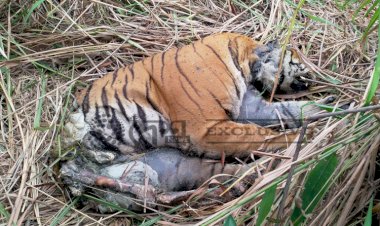 কাজিৰঙাৰ কহঁৰা বনাঞ্চলৰ মিহি বিলৰ পাৰত ঢেকীয়াপতীয়া বাঘৰ মৃতদেহ উদ্ধাৰ :