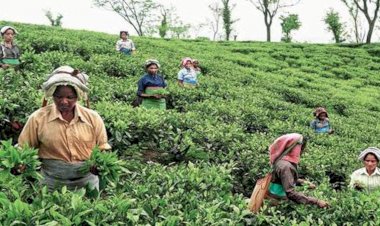 লক ডাউনৰ  অসমৰ চাহ উদ্যোগে হেৰুৱালে ১২১৮ কোটি টকা