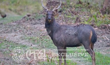 শৰ পহু ( Sambar - Rusa unicolor ) : কাজিৰঙা ৰাষ্ট্ৰীয় উদ্য়ান ।।