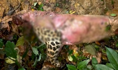 গোলাঘাটত নাহৰফুটুকী বাঘৰ হত্যা : আৰক্ষীৰ অভিযানত মৃতদেহ উদ্ধাৰ :