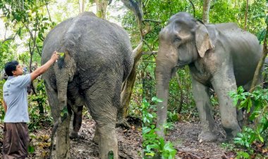 চেতনা নাশক প্ৰয়োগ কৰি কাজিৰঙা ৰাষ্ট্ৰীয় উদ্যানত এটা আহত বনৰীয়া হাতীক চিকিৎসা প্ৰদান :