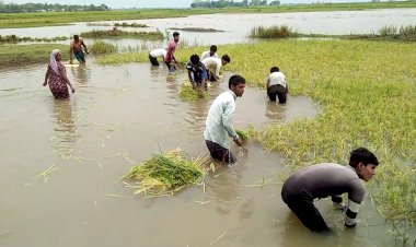 আবতৰীয়া বানে বুৰালে ধাননি  কৃষকৰ হাহাকাৰ