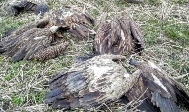 শিৱসাগৰৰ দিচাং মুখত ১৯ টাকৈ শগুনৰ মৃত্যু : বিহক্ৰিয়াতেই মৃত্যুৰ সন্দেহ :