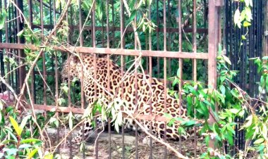 যোৰহাট গোসাঁই ঠেকেলা গাঁৱত বনৰজা পিঞ্জিৰাৱদ্ধ