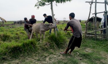 ব্ৰহ্মপুত্ৰৰ ভক্তে চাপৰিত পশু চিকিৎসা বিভাগৰ সহযোগত কাজিৰঙা ৰাষ্ট্ৰীয় উদ্যান কৰ্তৃপক্ষৰ  গৰু  ম'হৰ প্ৰতিষেধক প্ৰদান :