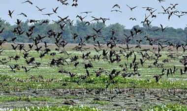 আশী শতাংশলৈ হ্রাস পৰিভ্রমী পক্ষীৰ সংখ্যা