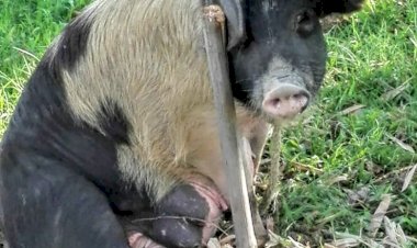 আফ্রিকান চোৱাইন ফিভাৰ সংক্ৰমন : আজিৰ তাৰিখত সুৰক্ষিত কাজিৰঙা :