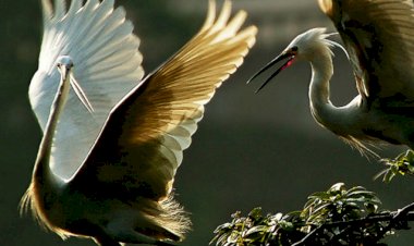 -বিশ্ব পৰিভ্ৰমী তথা প্ৰৱজনকাৰী পক্ষী দিৱস