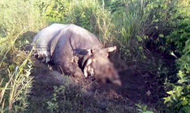 Hornless death body of a Rhino found in Kaziranga National Park: Poachers killed Rhino