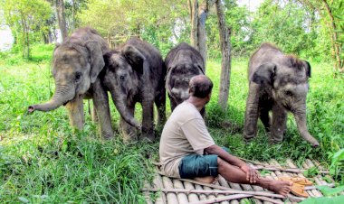 কাজিৰঙাৰ বন্যপ্ৰাণী পুনৰ সংস্থাপন আৰু সংৰক্ষণ কেন্দ্ৰৰ সকলোৰে ভিনি , জেষ্ঠ এনিমেল  কিপাৰ প্ৰশান্ত দাসৰ মৃত্যু :