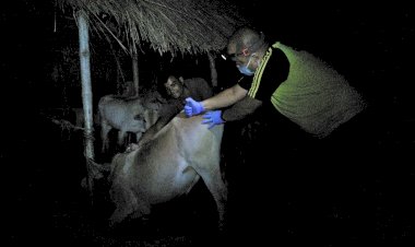 কাজিৰঙাৰ কাষৰীয় গাওঁ আৰু চাপৰিত গৰু ম'হক প্ৰতিষেধক প্ৰদান  উদ্যান কৰ্তৃপক্ষৰ : বোকাখাত বনাঞ্চলত তিনি সহস্ৰাধিক পশুক প্ৰতিষেধক প্ৰদান :