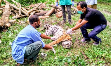 কাজিৰঙা ৰাষ্ট্ৰীয় উদ্যানৰ বুঢ়াপাহাৰ বনাঞ্চলত ঢেকীয়াপতীয়া বাঘৰ মৃতদেহ উদ্ধাৰ :