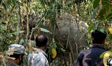 নুমলীগড়ৰ বকিয়াল চাহ বাগিচাত বন্যহস্তীৰ মৃত্যু :