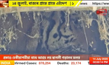 প্ৰকাণ্ড ঢেকীয়াপতীয়া বাঘে আশ্ৰয় লয় ছাগলী গড়ালৰ তলত