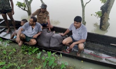 কাজিৰঙা ৰাষ্ট্ৰীয় উদ্যানৰ অগৰাতলিৰ গাওঁত মাতৃহাৰা গঁড় পোৱালী উদ্ধাৰ :