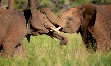 আৰণ্যকৰ উদ্যোগত গোলাঘাট জিলাৰ ফলঙনিত বিশ্ব হস্তী দিৱস ২০২০ উদযাপন :