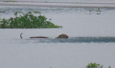 বানৰ কৱলৰ পৰা উদ্ধাৰ কৰা ঢেকীয়াপতীয়া বাঘিনীক কাজিৰঙা ৰাষ্ট্ৰীয় উদ্যানত  সফলতাৰে পুনৰ সংস্থাপন :
