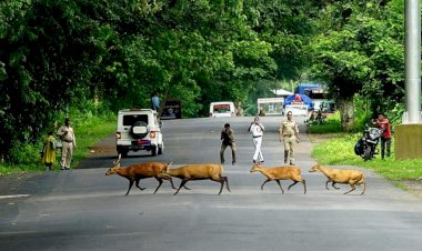 কাজিৰঙাৰ এনিমেল কৰিডৰত নিষেধজ্ঞা  : কৰিডৰ এলেকাত সকলো ধৰনৰ নতুন নিৰ্মান কাৰ্য নিষিদ্ধ বোকাখাত মহকুমা দণ্ডাধীশৰ :
