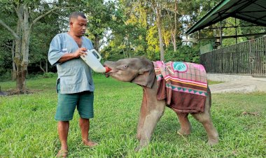 গোলাঘাটৰ মিৰি পথাৰৰ পৰা উদ্ধাৰ হোৱা  মাতৃহাৰা হাতী পোৱালীতো এতিয়া সুস্থ  :   'শদিয়া'ৰ সৈতে গঢ়ি উঠিছে বন্ধুত্ব  :