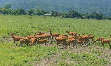 আজিৰে পৰা কাজিৰঙা ৰাষ্ট্ৰীয় উদ্যান ও বাঘ সংৰক্ষিত বনাঞ্চলত আৰম্ভ হৈছে ১৮ সংখ্যক দল হৰিণৰ গননা  :