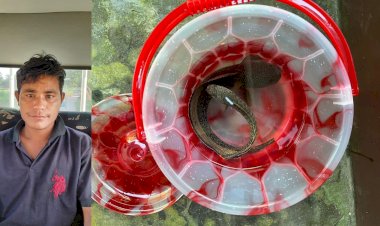 কাজিৰঙা ৰাষ্ট্ৰীয় উদ্যানৰ পৰা অতি সংগোপনে চলি আছে ফুটুকী চেং বা চান্না বাৰ্কা মাছৰ গোপন বেহা :  ১০ টা ফুটুকী চেং মাছ সহ তিনি চোৰাং ব্যৱসায়ীক আটক  :