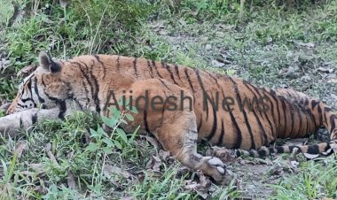 কাজিৰঙা ৰাষ্ট্ৰীয় উদ্যানৰ অগৰাতলি বনাঞ্চলত ঢেকীয়াপতীয়া বাঘৰ মৃতদেহ উদ্ধাৰ  :