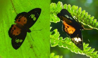 বোকাখাতৰ যুৱ বিজ্ঞানী ড৹ মনচুন জ্যোতি গগৈৰ চমকপ্ৰদ সাফল্য  : ১৩৫ পিচত উত্তৰ পুৰ্বাঞ্চলৰ পৰা পুনৰ আৱিস্কাৰ কৰিবলৈ সক্ষম ইতিমধ্যেই অদৃশ্য হৈ পৰা দুটা অৰেঞ্জ ফ্লেট প্ৰজাতিৰ পখিলা  :