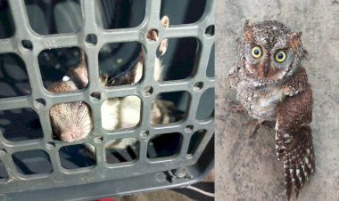 বোকাখাতৰ ডিফলু চাহ বাগিচাৰ ঢেকীয়া পথাৰ অঞ্চলৰ পৰা উৰনীয়া কেৰ্কেটুৱা বা ৰাম শৰ নামৰ বিৰল প্ৰজাতিৰ কেৰ্কেটুৱা উদ্ধাৰ  :