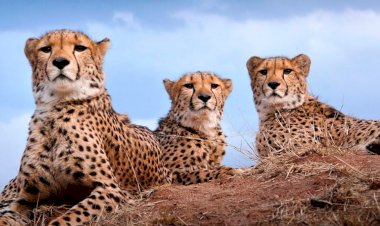 ভাৰতত চিতাবাঘ পুনৰ সংস্থাপন প্ৰকল্পৰ ৮ টা চিতাবাঘ কুনো ৰাষ্ট্ৰীয় উদ্যানত মৃত্যু : দেশ জুৰি চাঞ্চল্য : কেন্দ্ৰীয় চৰকাৰৰ প্ৰতিক্ৰিয়া  :