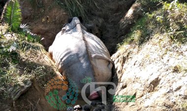 বোকাখাতৰ জাপৰি পথাৰৰ ডিফলু নদীৰ পাৰত এটা বুঢ়া গঁড়ৰ মৃত্যু  : খৰ্গ সংগ্ৰহ বনকৰ্মীৰ  :