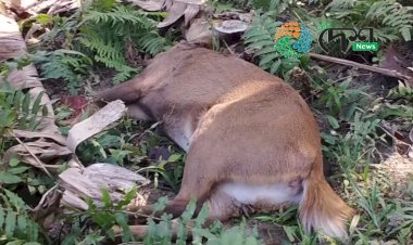 বোকাখাত নগৰৰ ৭ নং ৱাৰ্ডৰ কৈলাখাতত দিন দুপৰতে পহু হত্যা :  মৃত পহু পেলায় হত্যাকাৰীৰ পলায়ন :