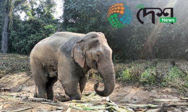 মৃত্যুক আকোৱালি ললে বোকাখাতৰ মেথনি চাহ বাগিছাৰ আহত বনৰীয়া হাতীটোয়ে : বন বিভাগৰ উদ্যোগতে  চিকিৎসা চলাই থকা হৈছিল মখনা হাতীটোৰ :