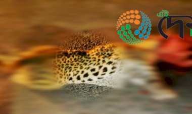 বোকাখাতৰ সমীপৰ মেথনি চাহ বাগিছাৰ ৰাষ্ট্ৰীয় পথত গাড়ীৰ খুন্দাত নাহৰফুটুকী বাঘৰ মৃত্যু  :