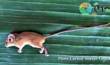 কাজিৰঙা কাৰ্বি আংলং পৃষ্ঠভুমিত বিৰল প্ৰজাতিৰ দীঘল নেজীয়া  নিগনিৰ সন্ধান  :  বিগত ৬২ বছৰত দ্বিতীয় বাৰৰ বাবে অসমত এই নিগনিৰ উপস্থিতি পোৱা গ'ল  :