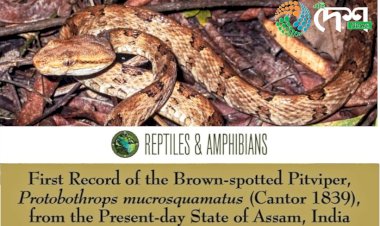 কাজিৰঙা কাৰ্বিআংলংৰ কঁহৰা নদীৰ অৱবাহিকাত ব্ৰাউন-স্পটেড পিট ভাইপাৰ সাপৰ সম্ভেদ : ৰাজ্যত প্ৰথমবাৰৰ বাবে নথিভুক্ত হ'ল ব্ৰাউন-স্পটেড পিট ভাইপাৰ  :
