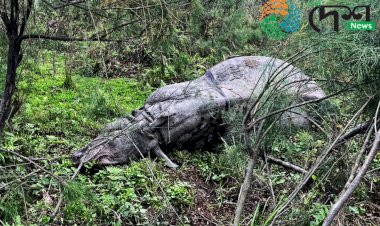 কাজিৰঙাৰ পৰা ওলায় যোৱা গঁড়ৰ কমাৰগাওঁৰ ৰোহিতা চাপৰিত মৃত্যু  : খৰ্গ সংগ্ৰহ বনবিভাগৰ  :