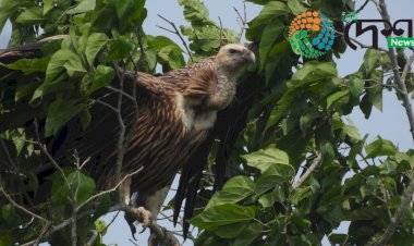 চিকিৎসাৰ পিচত অগৰাতলিৰ চহলা বিলৰ পাৰত মুকলি কৰা হ'ল বোকাখাতৰ বহিখোৱা পথাৰৰ পৰা উদ্ধাৰ কৰা আহত শগুন :