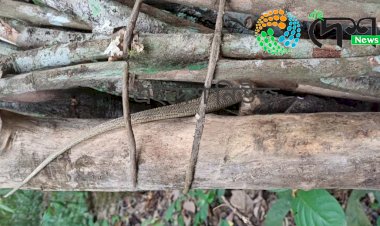 বোকাখাতত খৰিৰ মাজত বান্ধি অনা অৱস্থাত কাজিৰঙাৰ  গুঁই সাপ উদ্ধাৰ :  গোচৰ ৰজু :