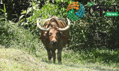 কাজিৰঙাৰ বন্যপ্ৰাণী পুনৰ সংস্থাপন আৰু সংৰক্ষন কেন্দ্ৰত প্ৰতিপালিত  মিহিক বুঢ়াচাপৰি অভয়াৰণ্যত পুনৰসংস্থাপন  :