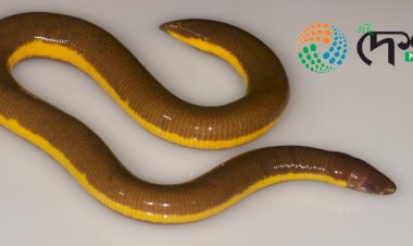 কাজিৰঙাৰত প্ৰথমবাৰৰ বাবে মেৰুদণ্ডহীন  নতুন প্ৰজাতিৰ  প্ৰাণীৰ সন্ধান  : উভচৰ প্ৰাণীৰ বিভাগীয় জৰীপত পোৱা গ'ল এই প্ৰাণীৰ উপস্থিতি  :