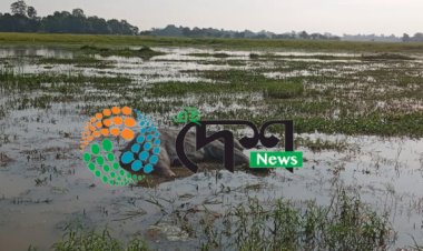 বোকাখাতৰ জাপৰিপথাৰত হাতীৰ মৃতদেহ উদ্ধাৰ  :  বাঘে কৰা আক্ৰমনত আহত হোৱাৰ বাবেই হাতীটোৰ মৃত্যু :