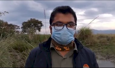 কাজিৰঙাৰ বাগৰি বনাঞ্চলত পাৰস্পৰিক যুঁজত মৃত্যু হোৱা এটা প্ৰাপ্ত বয়স্ক ঢোকীয়াপতীয়া বাঘৰ মৃতদেহ উদ্ধাৰ :